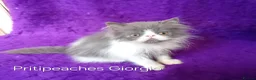 Persian cats for sale: Gccf Registered Persian Kittens  - Advert 8