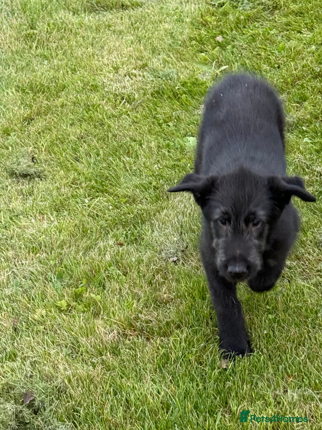 Irish Wolfhound dogs for sale: Irish wolfhound puppies - Image 10