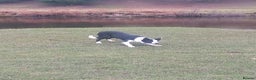 Border Collie dogs for stud: Milo for stud (PROVEN) in Chesterfield - Advert 18