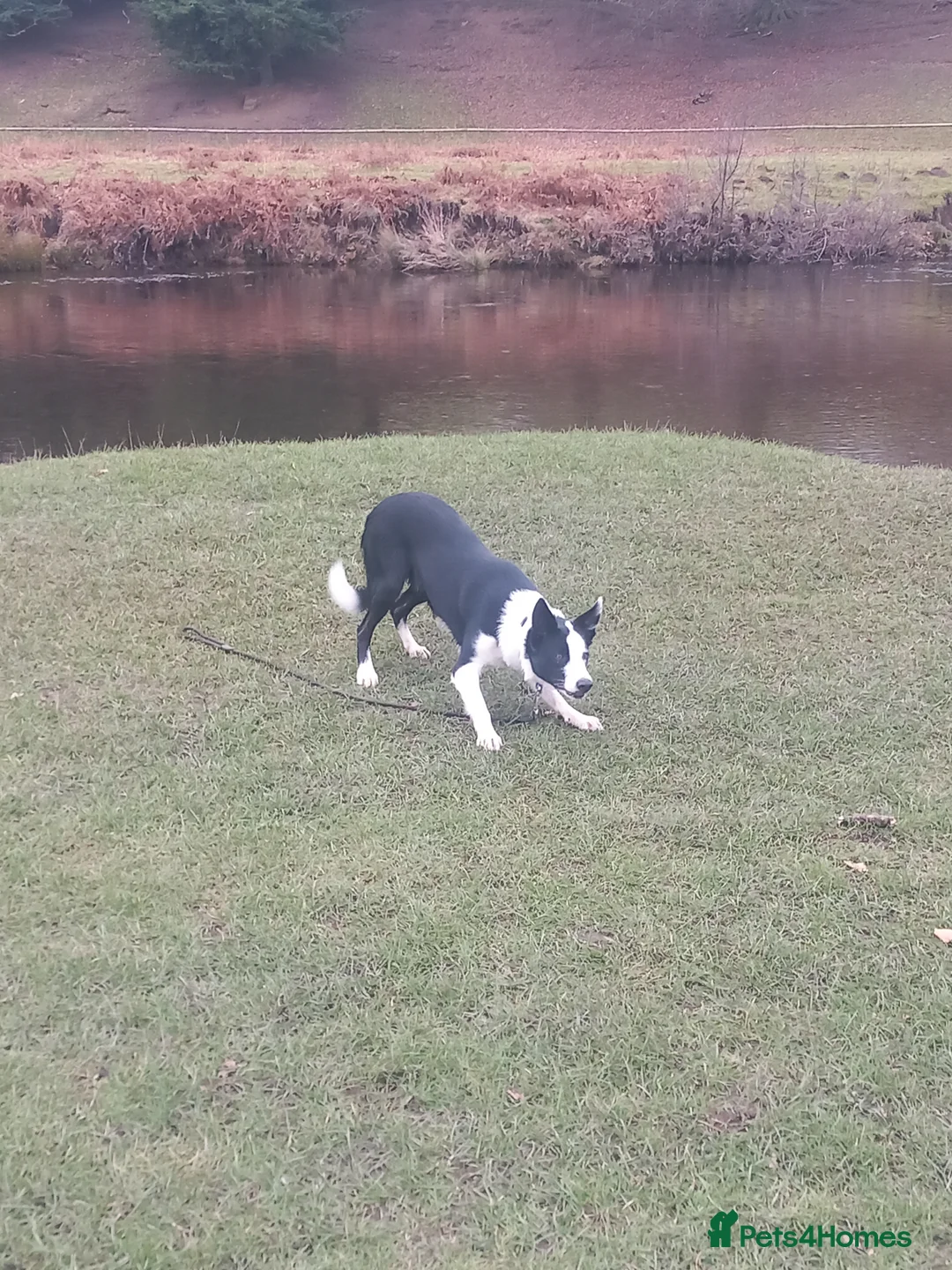 Border Collie dogs for stud: Milo for stud (PROVEN) in Chesterfield - Advert 18
