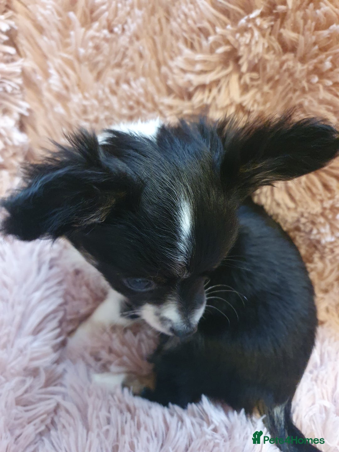 Chihuahua dogs for sale: Tri coloured longcoat apple head - Image 8