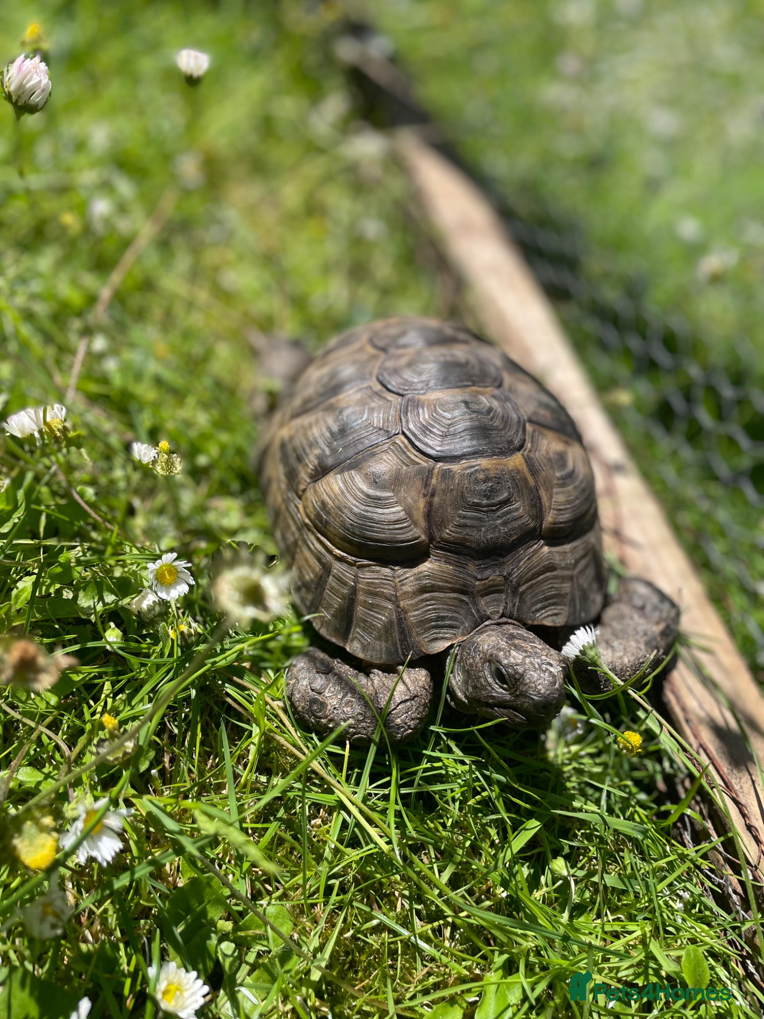 Tortoise reptiles Spur thigh tortoise  - Advert 1