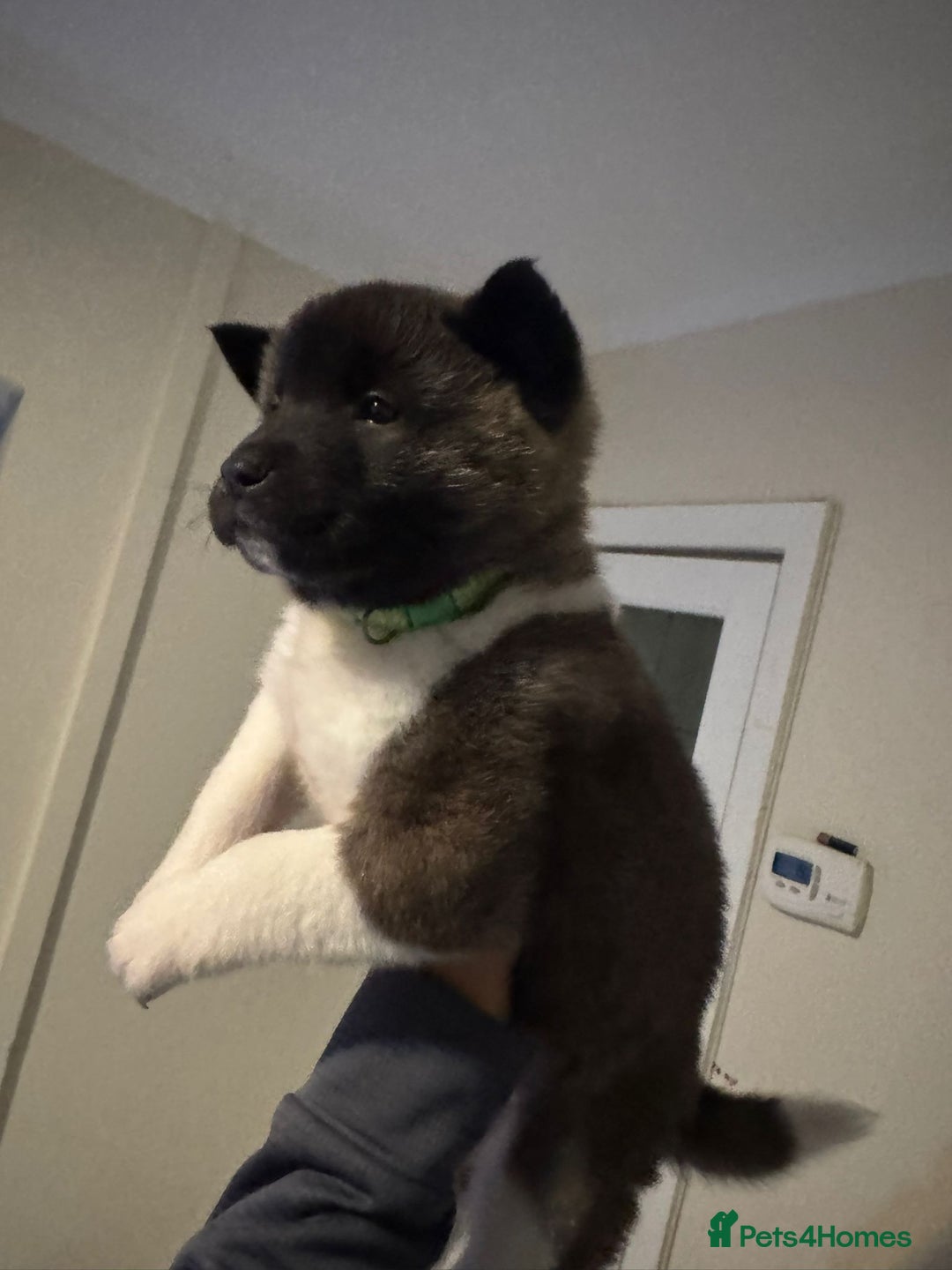 Akita dogs for sale: Bear faced American akitas puppies  - Advert 26