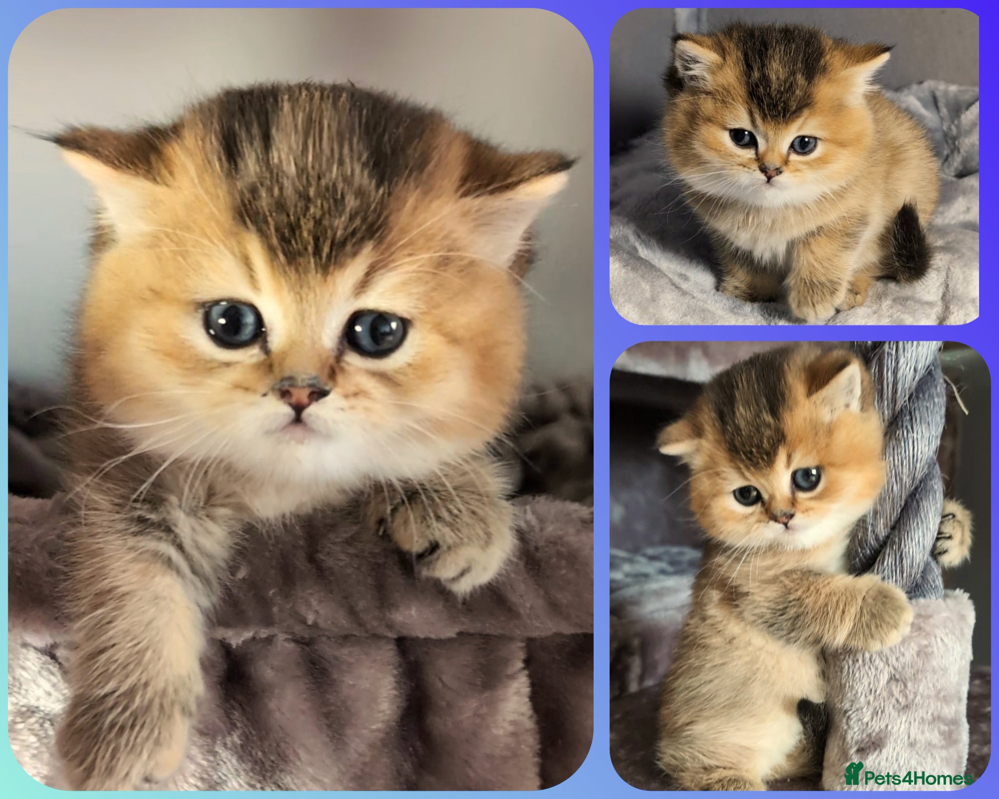 British Shorthair cats 🏆LAST BOY 🐾 GOLDEN NY 12 ❣️ TICA and GCCF reg  - Advert 2