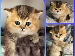 British Shorthair cats 🏆LAST BOY 🐾 GOLDEN NY 12 ❣️ TICA and GCCF reg - Advert 2