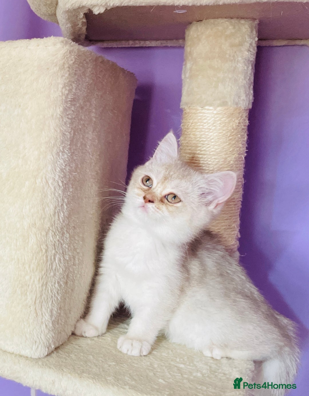 Scottish Fold cats for sale: Beautiful litter Scottish fold ready to new 🏠 ❤️ - Image 14