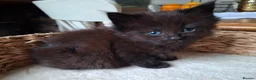 Maine Coon cats for sale: 5 MAINE COON CROSS KITTENS - 3 LEFT - Advert 16