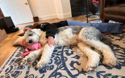 Old English Sheepdog dogs for sale: Pedigree KC registered Old English Sheepdog pups - Image 4