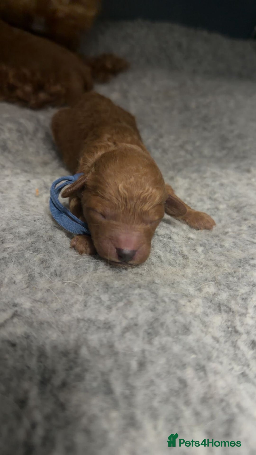 Toy Poodle dogs for sale: Tiny deep red toy poodle, kc dna health clear   - Advert 4