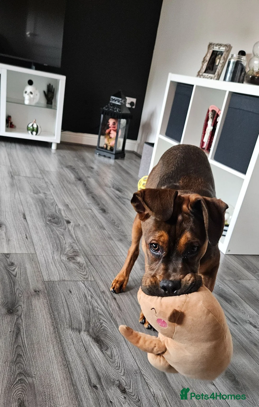 Mixed Breed dogs for sale: Rottie cross dachshund  in Preston - Advert 2