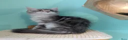 Maine Coon cats for sale: Maine Coon Pedigree Kittens  - Advert 4