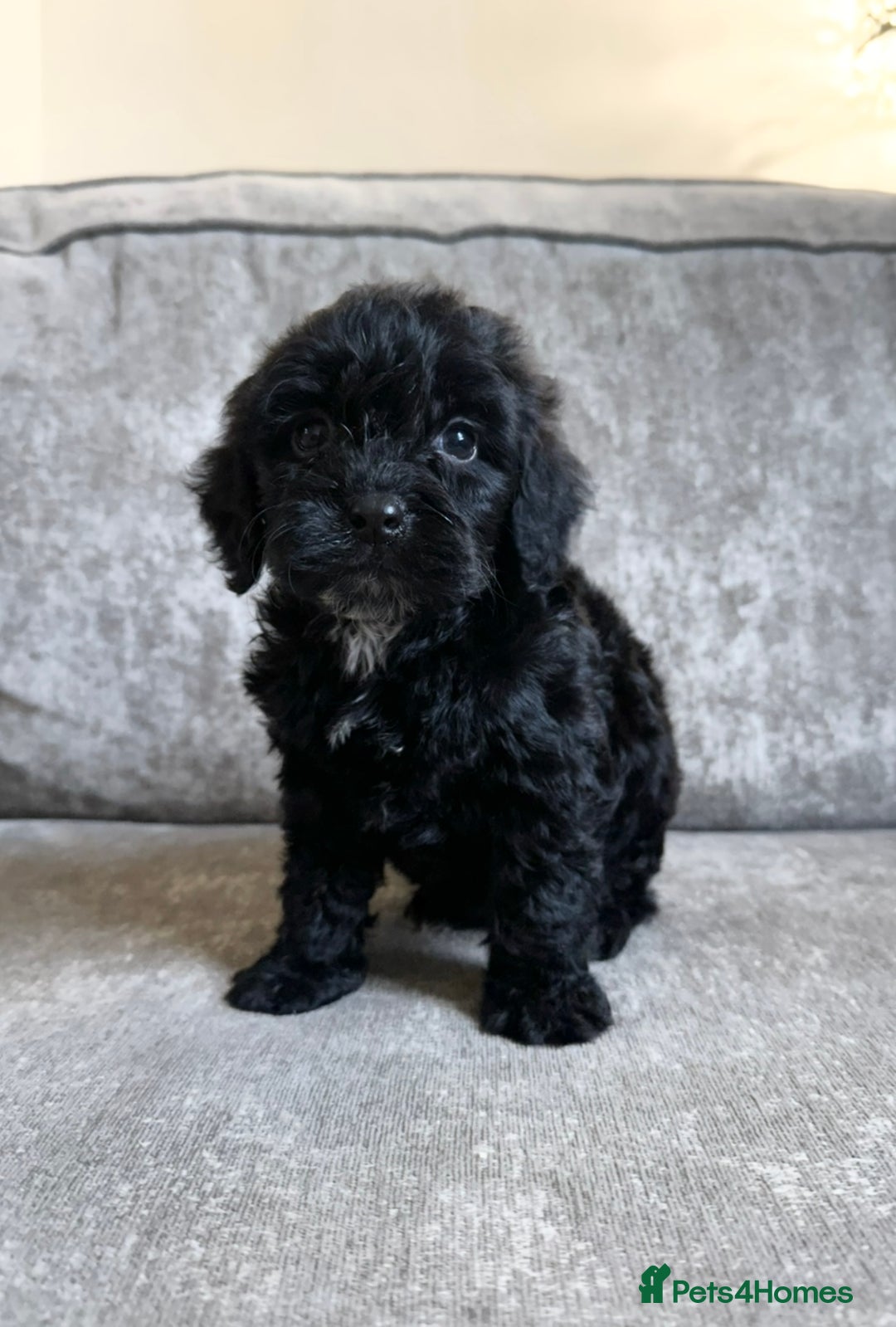 Cockapoo dogs for sale: Cockapoos looking for forever homes - Advert 4