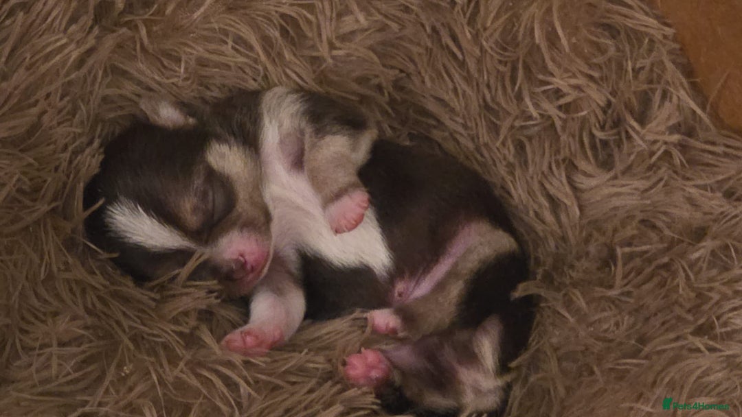 Chihuahua dogs for sale: BOY  Ready To Go✔️ in Basildon - Image 18