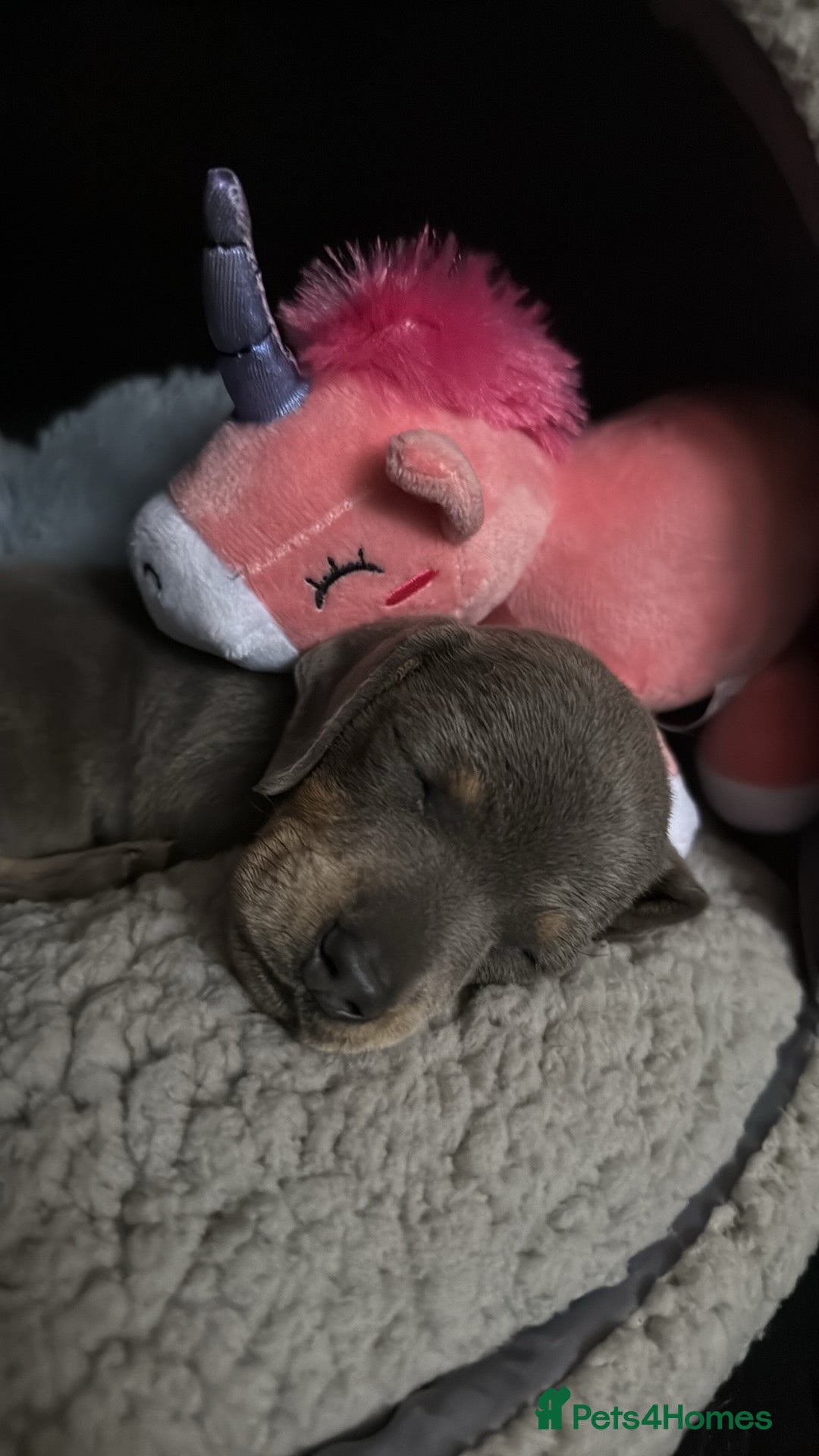 Miniature Dachshund dogs for sale: Miniature dachshund girl  - Image 8