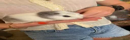 Guinea Pig rodents for sale: 3 male guinea pigs for sale - Advert 3
