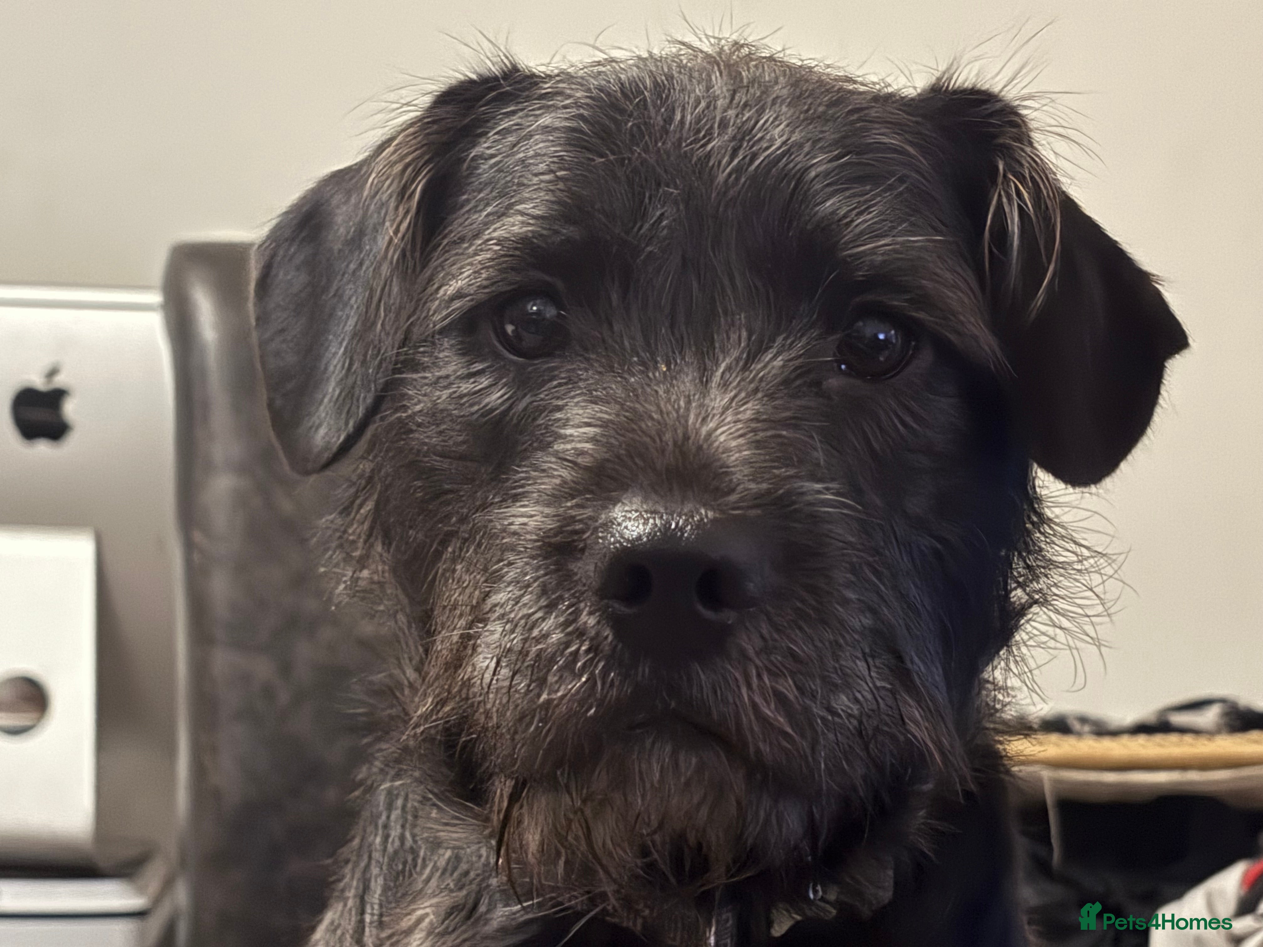 Mixed Breed dogs Mowgli/Mogi - Advert 1