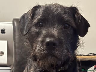 Mixed Breed dogs Mowgli/Mogi - Advert 1