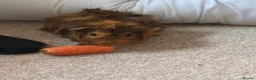 Guinea Pig rodents for sale: Young Guinea pigs well bonded boys  - Advert 2