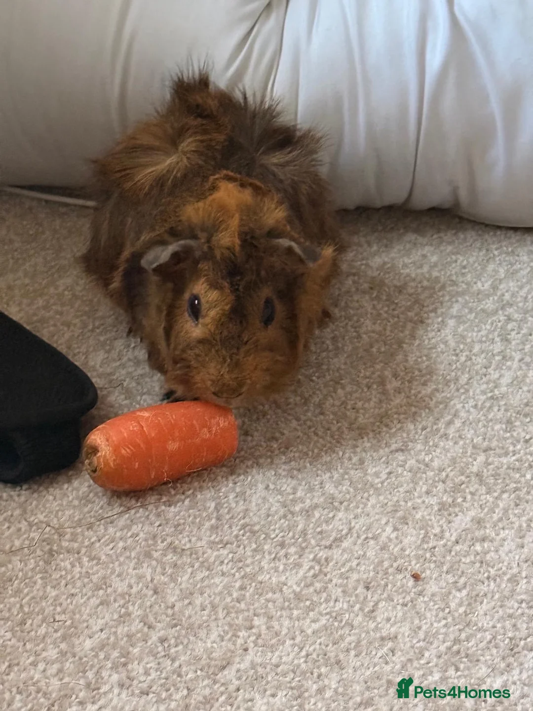 Guinea Pig rodents for sale: Young Guinea pigs well bonded boys  - Advert 2