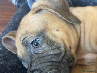 Mixed Breed dogs Mastiff x Staffy READY TO GO TO FOREVER HOME - Advert 5