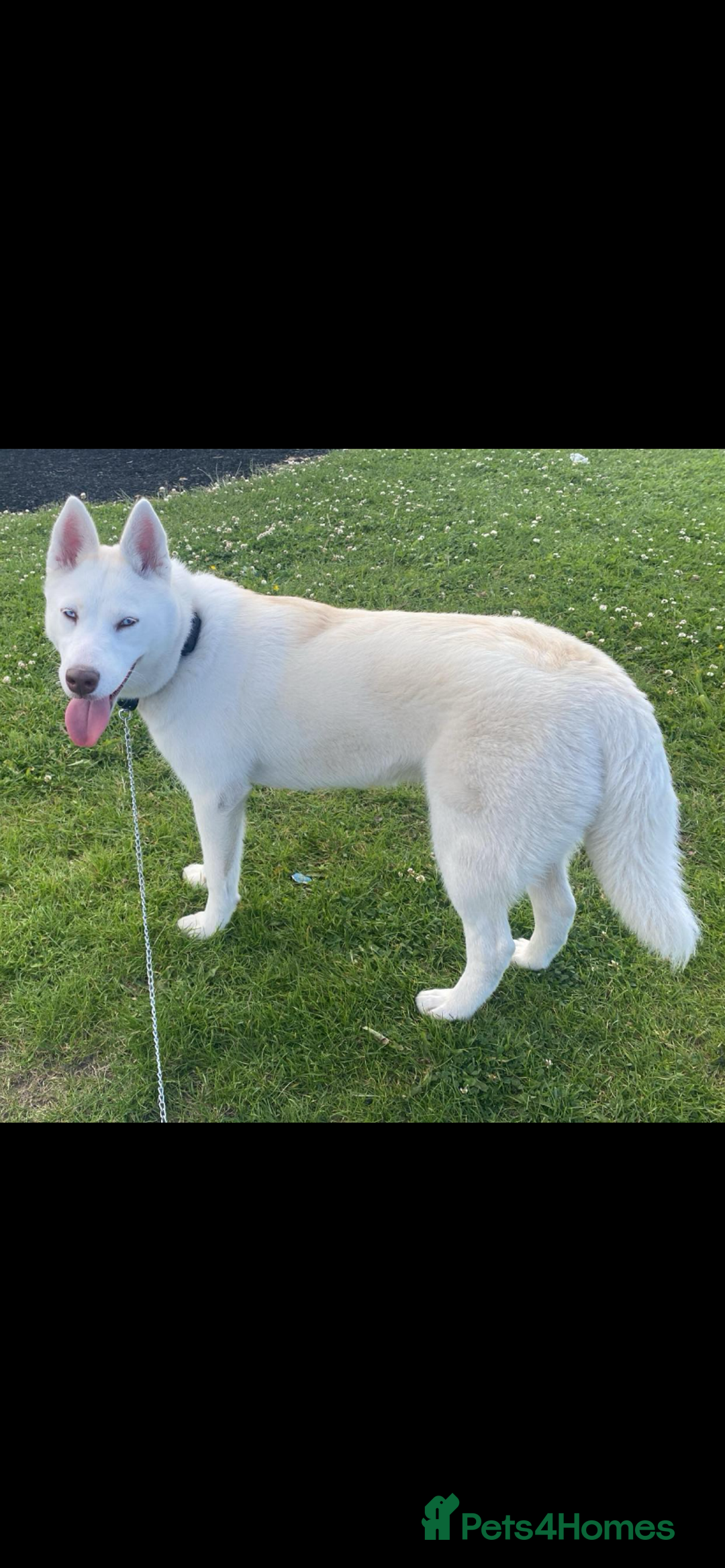 Siberian Husky dogs for sale: Husky Female - Advert 2