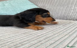 Miniature Dachshund dogs for sale: KC Reg long hair mini dachshunds “Ready now” - Image 10