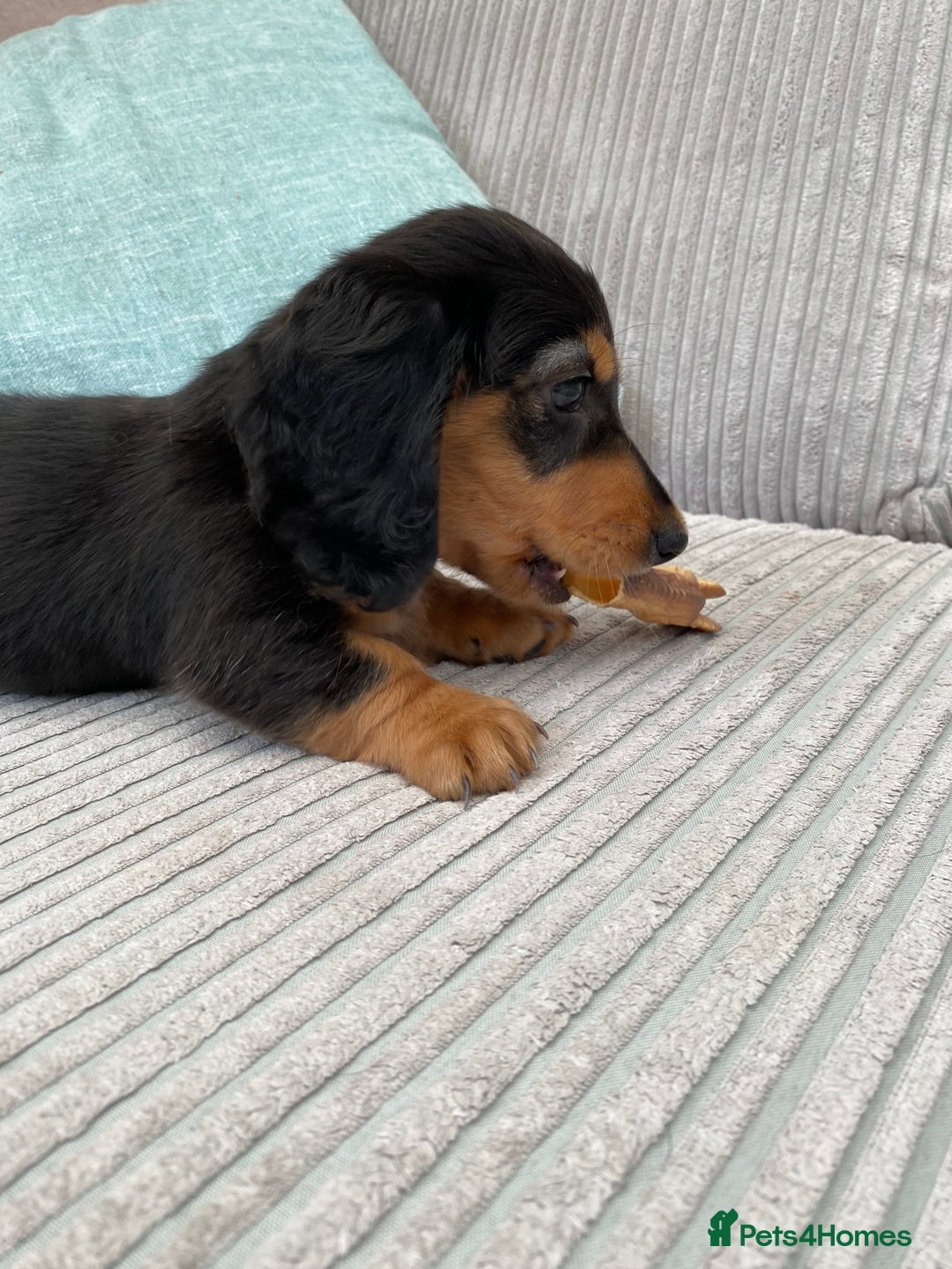 Miniature Dachshund dogs for sale: KC Reg long hair mini dachshunds “Ready now” - Image 10
