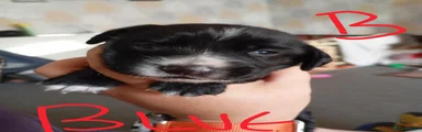 Cocker Jack (blue)