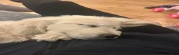 Golden Retriever dogs for sale: Golden retriever puppies in Hull - Advert 3