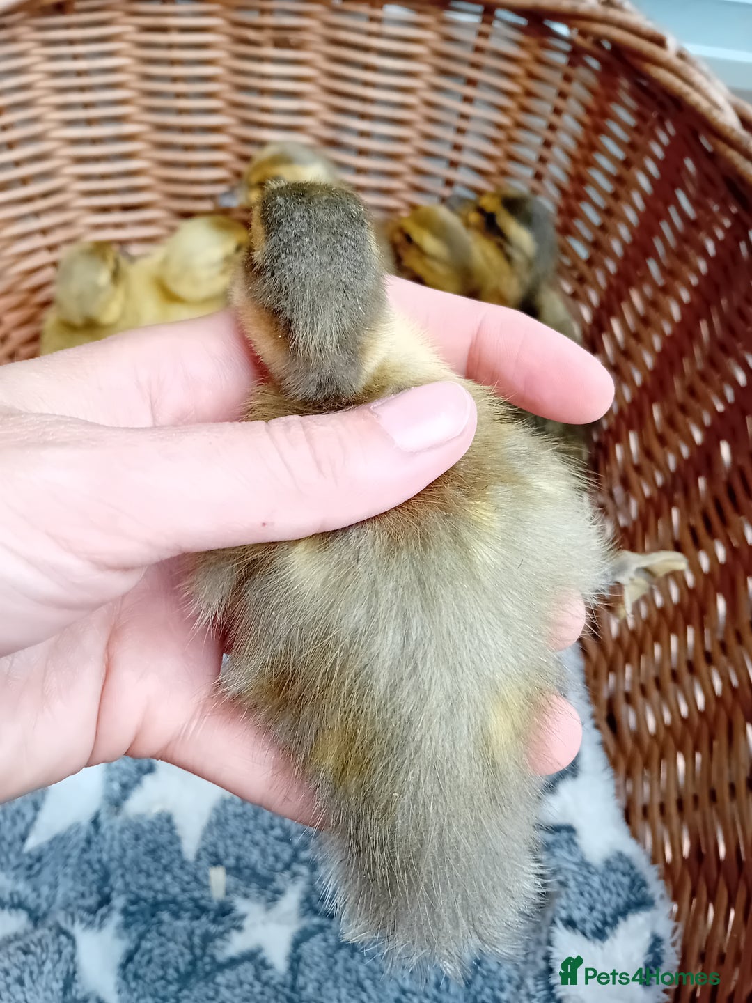 Ducks poultry for sale: Apricot and Mallard Indian Runner Ducklings - Image 10