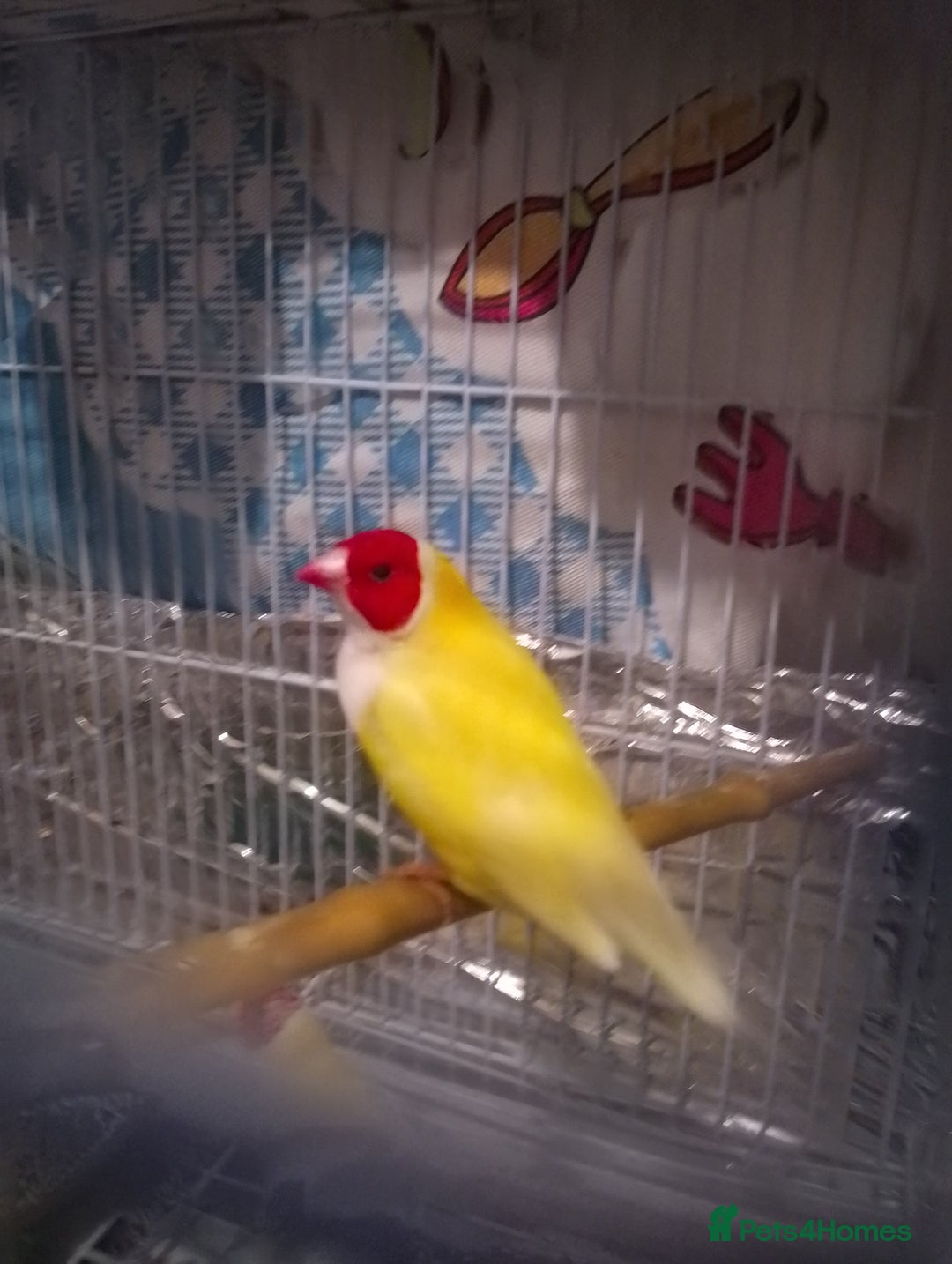 Finches birds for sale: Gouldian finches for sale  - Image 7