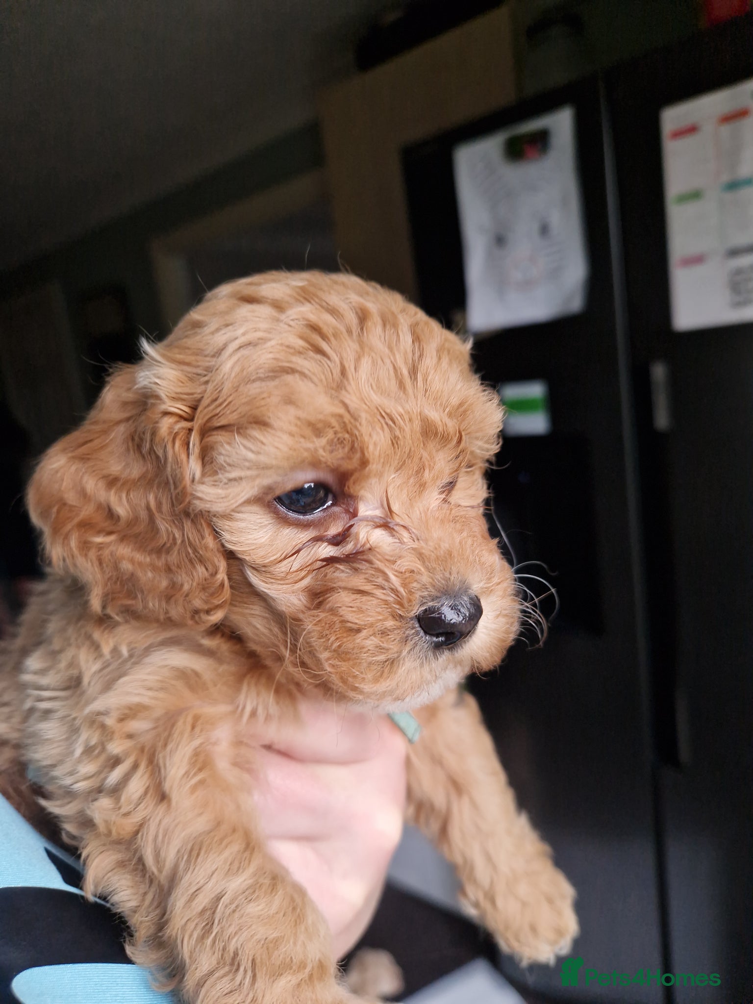 Cavapoo dogs Beautiful Cavapoo pups - Advert 1