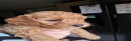 Cavapoo dogs for sale: Beautiful Cavapoo pups - Advert 3