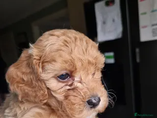 Cavapoo dogs Beautiful Cavapoo pups - Advert 2