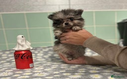 Pomeranian dogs for sale: Beautiful Pomeranian puppies  - Image 26