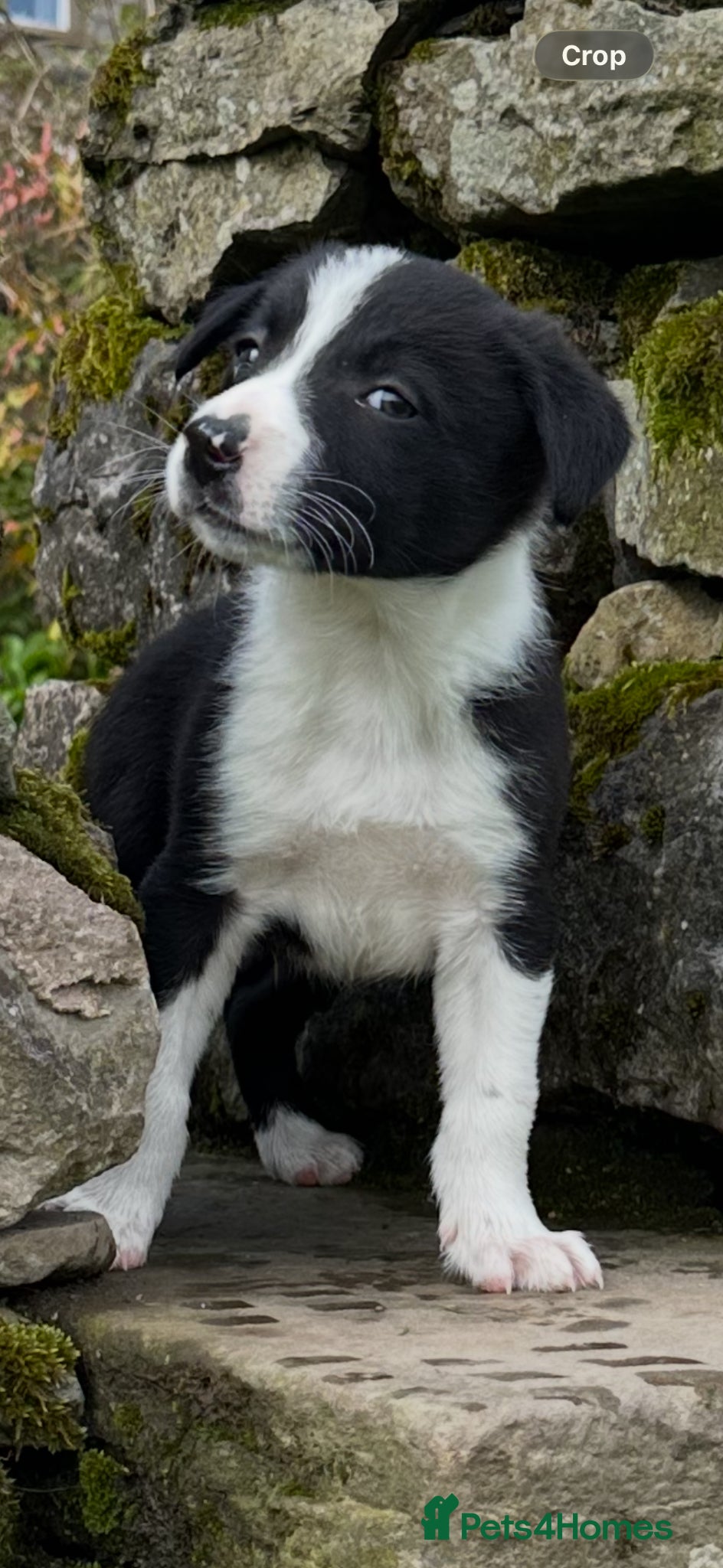Border Collie dogs Border Collie Pups - Advert 1