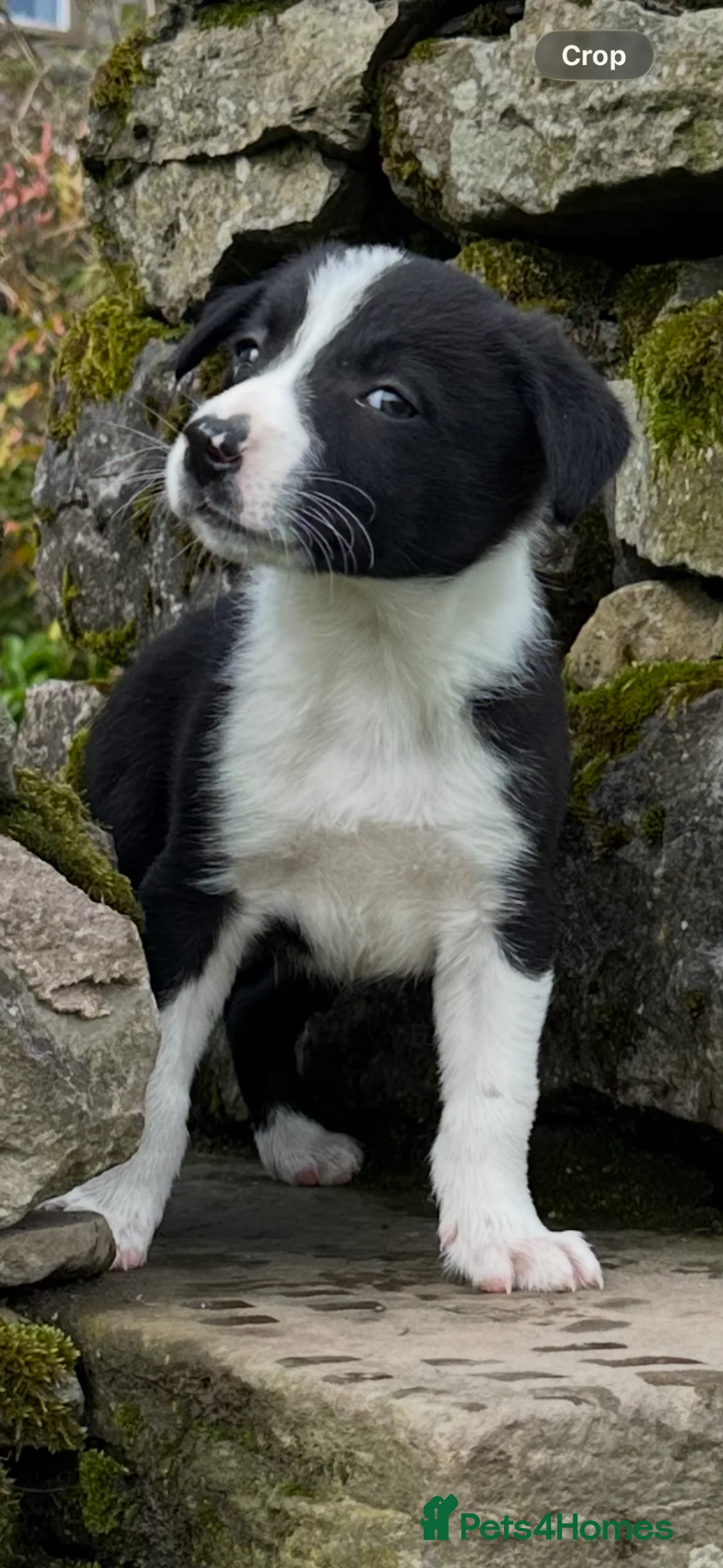 Border Collie dogs for sale: Border Collie Pups - Advert 1