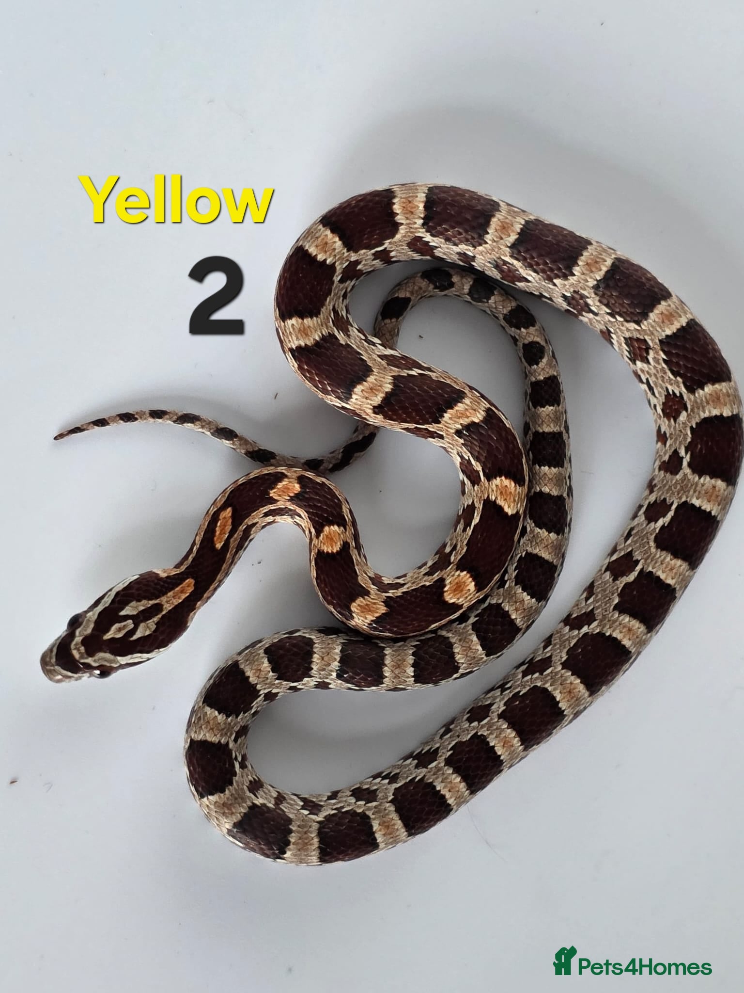Corn Snake reptiles Baby Cornsnakes  - Advert 2