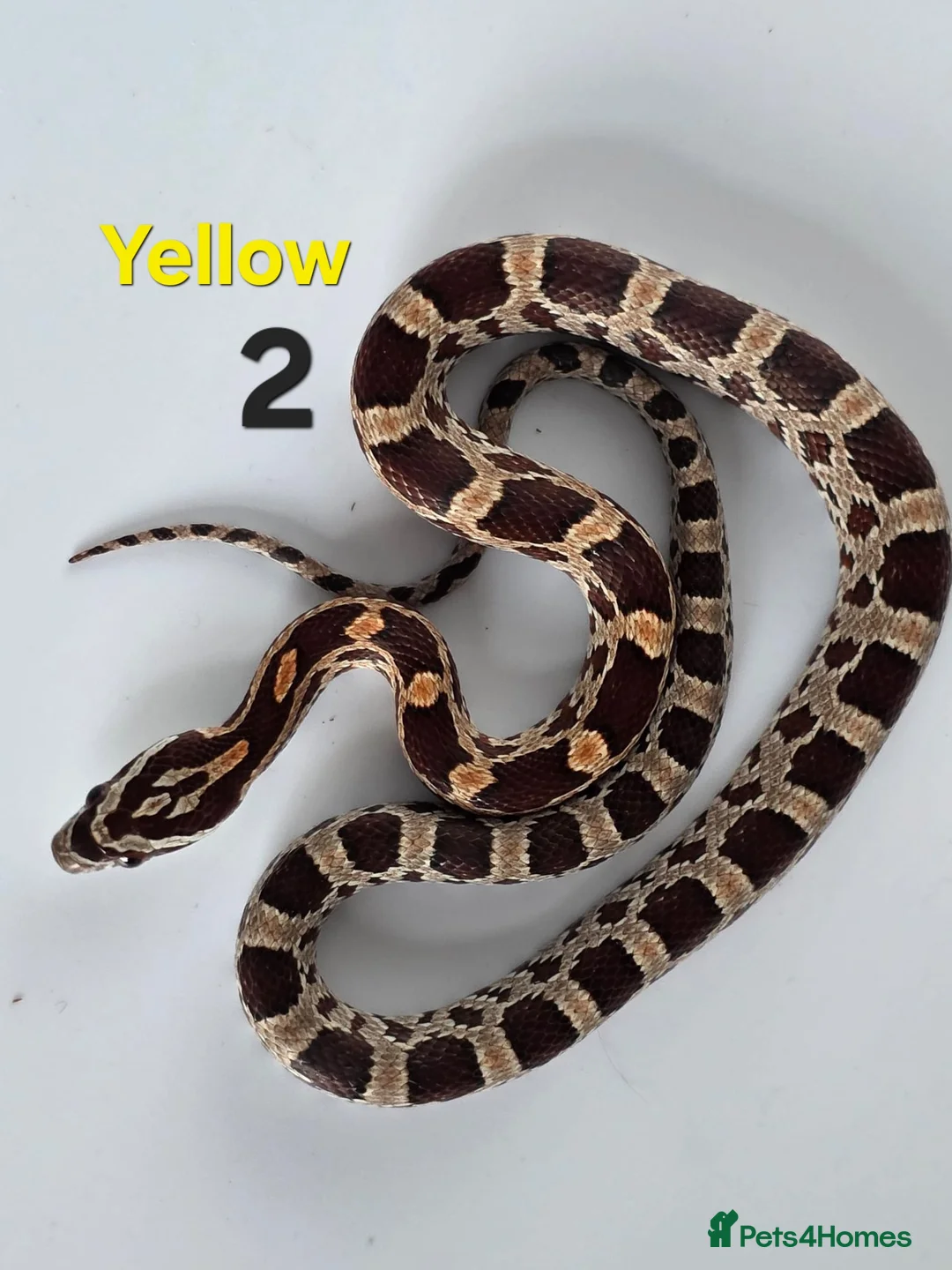 Corn Snake reptiles for sale: Baby Cornsnakes  - Advert 1