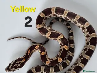 Corn Snake reptiles Baby Cornsnakes - Advert 1