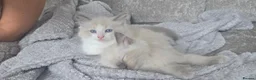 Ragdoll cats for sale:  2 Beautiful Ragdoll Boys 🐾 - Advert 11