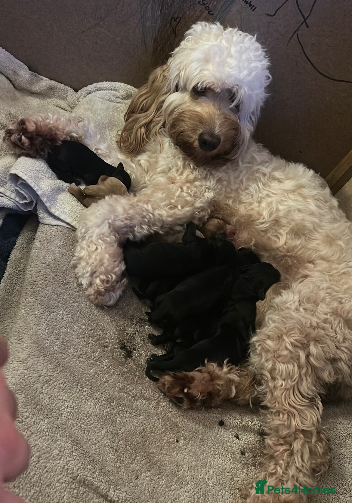 Cockapoo dogs Cockerpoo - Advert 1