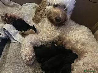 Cockapoo dogs Cockerpoo - Advert 1