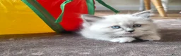Ragdoll cats for sale: Pure Ragdoll kittens  - Advert 8