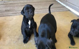 Staffordshire Bull Terrier dogs for sale: Staff Puppies  - Image 4
