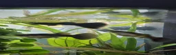 Other/Mixed Breed fish for sale: Black Moscow Guppies mixed sex in Crewe - Advert 2