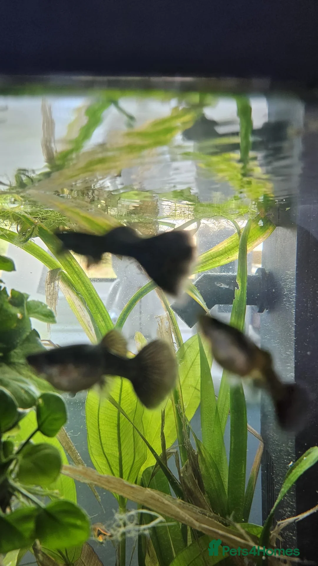 Other/Mixed Breed fish for sale: Black Moscow Guppies mixed sex in Crewe - Advert 2
