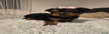 Yorkshire Terrier Puppy 4