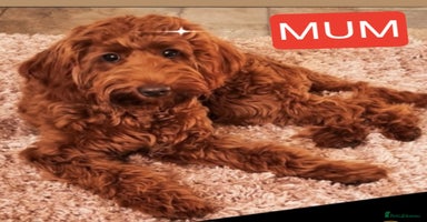 Cockapoo dogs - Advert 2