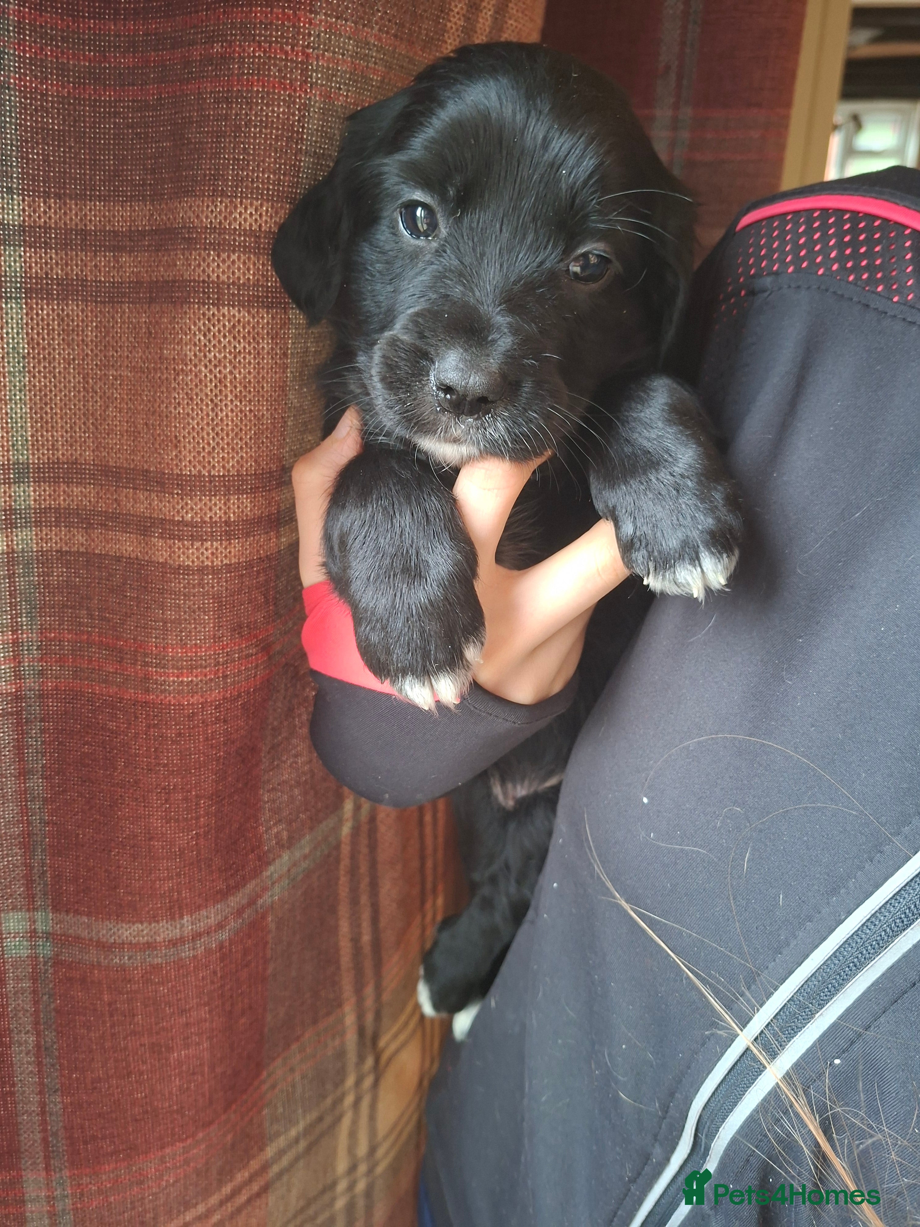 Mixed Breed dogs Beautiful Puppies. Spaniel x Collie - Advert 17